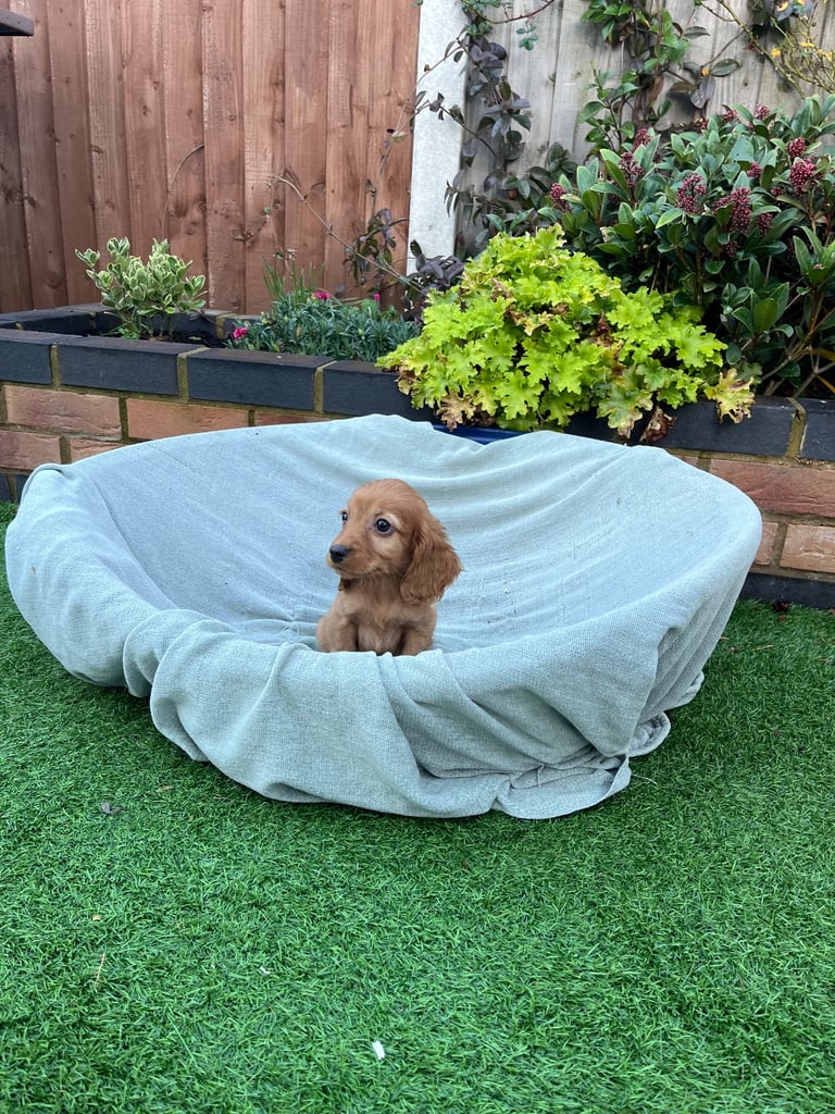 Six beautiful Cocker spaniel puppies