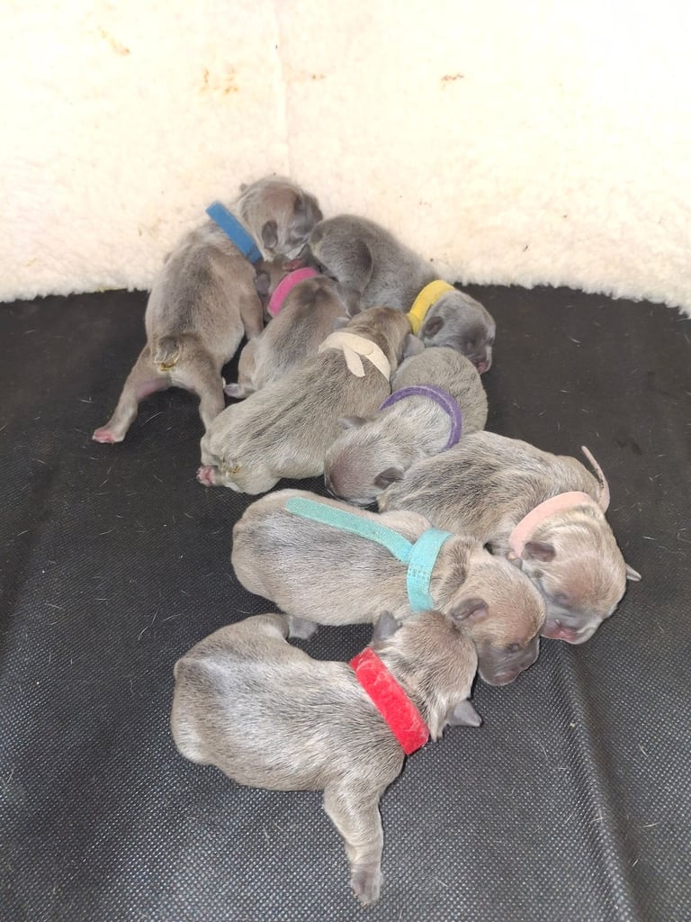 French bulldog puppies 