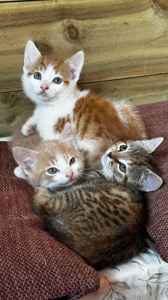 3 beautiful kittens, ready to leave now. 