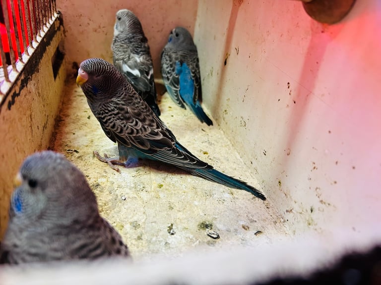 Budgies for Sale, different mutation available 