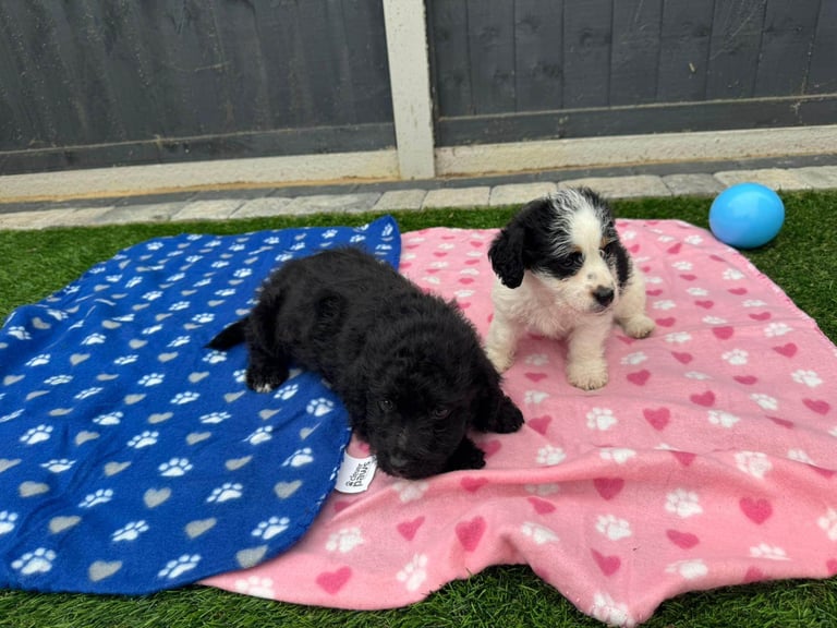 Jackapoo Puppys 