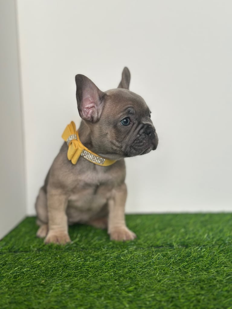 5 French bulldog puppies 