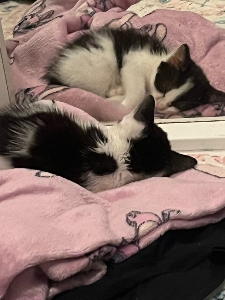 Kitten for sale 
