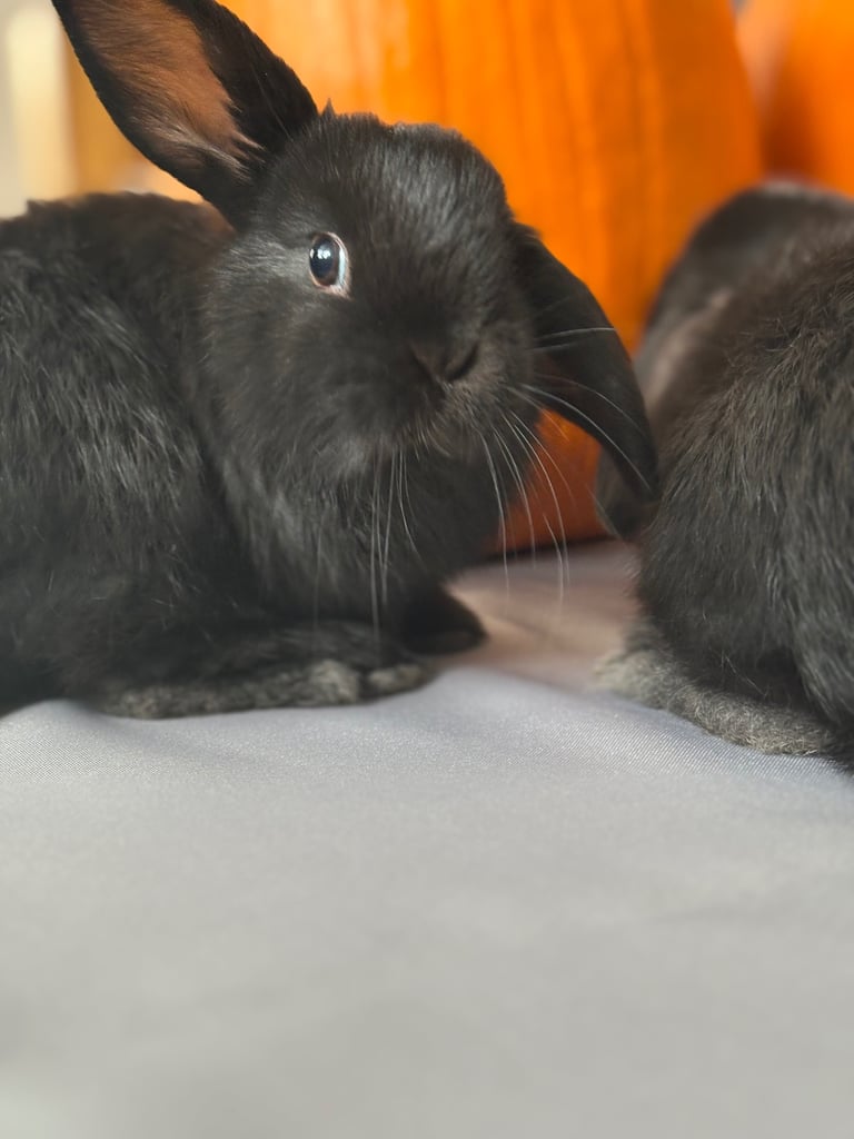 Pure mini lops