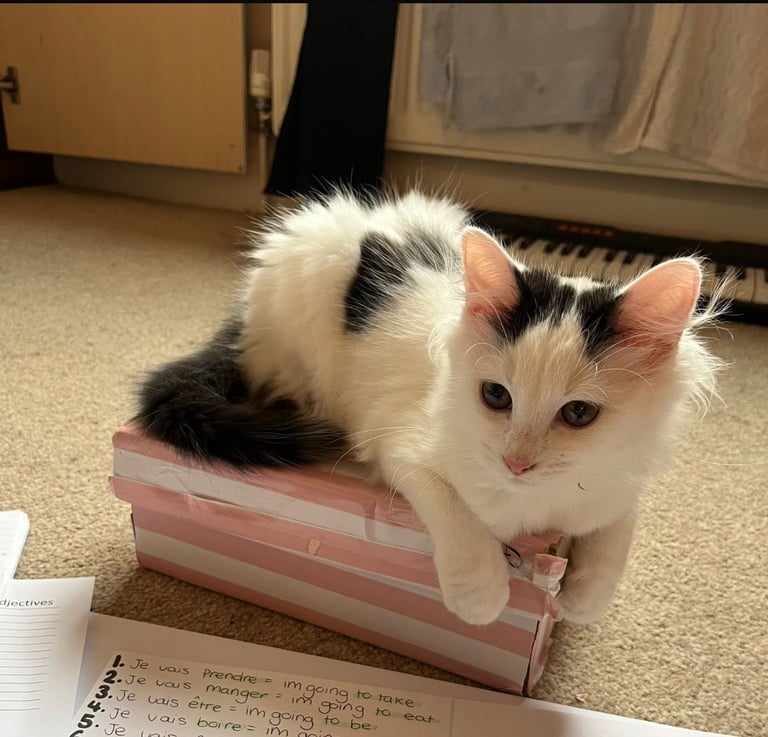 2 beautiful baby boy kittens 💕