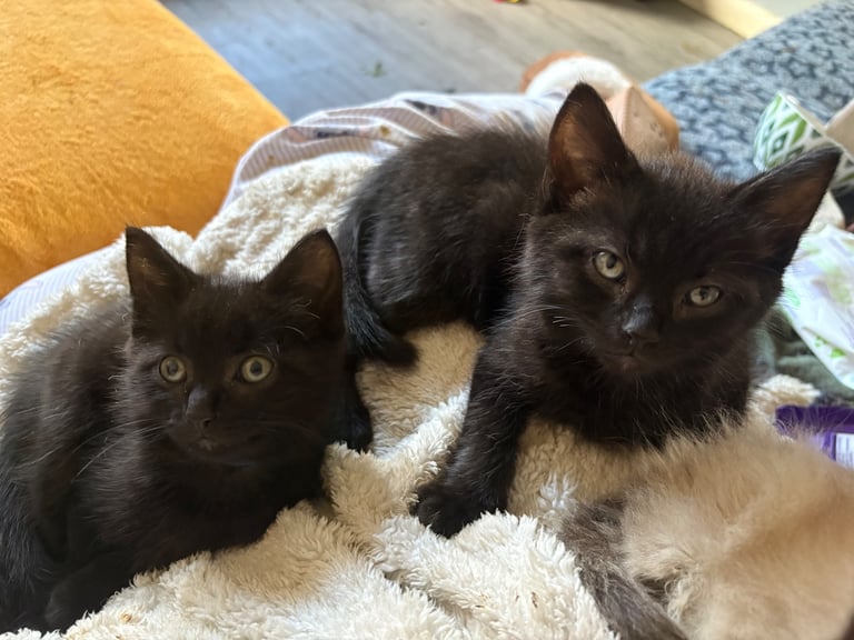 4 beautiful kittens looking for their forever homes