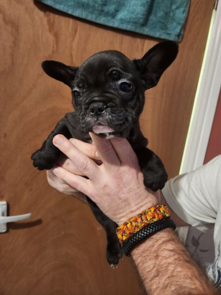 French Bulldog Puppies