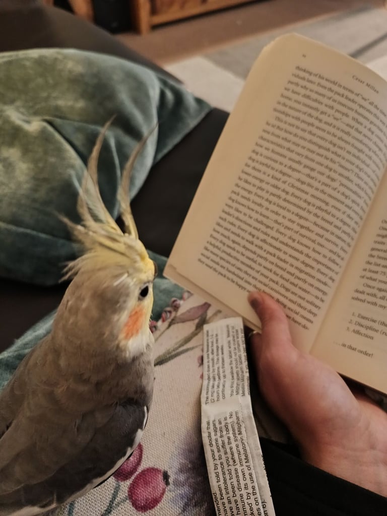 💛 Pair of Very Loving Beautiful Cockatiels Looking for a Loving Home – Butters & Bagel 