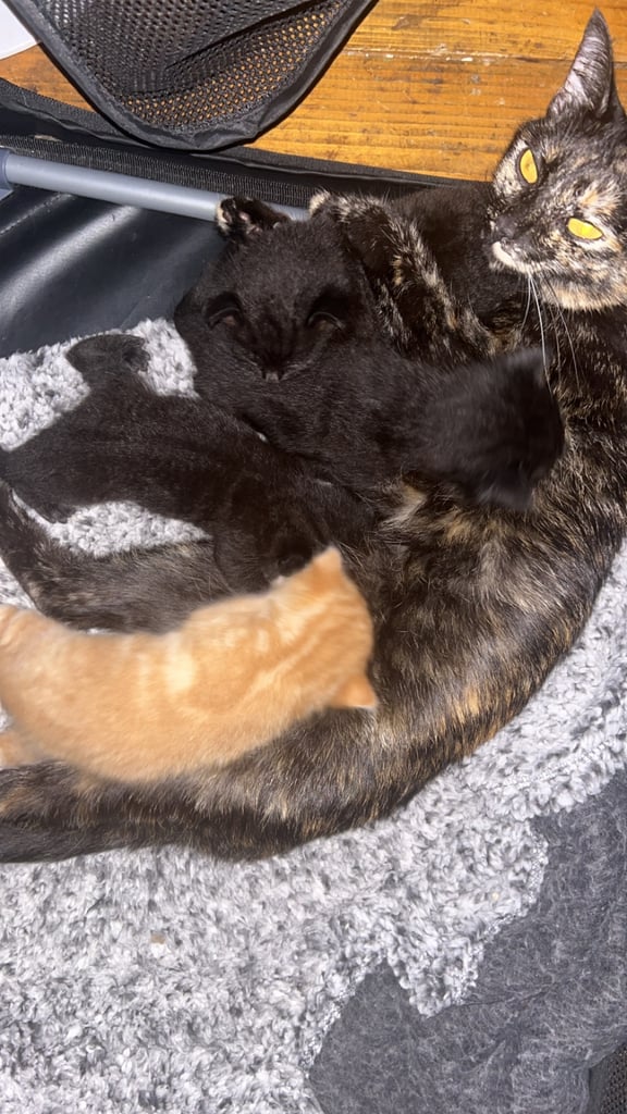 3 beautiful kittens for sale