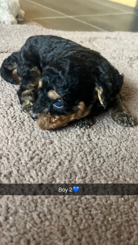 F1 b cockapoo puppies 