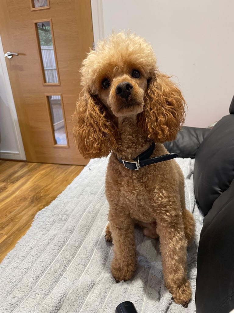 🐶🐶Beautiful fluffy Cavapoo puppies 🐶 🐶