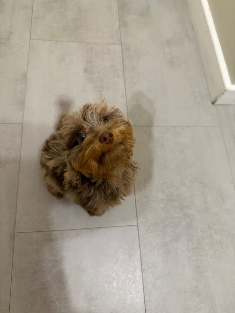 RESERVED 🩷 F1 Female Chocolate Merle Cockapoo Puppy