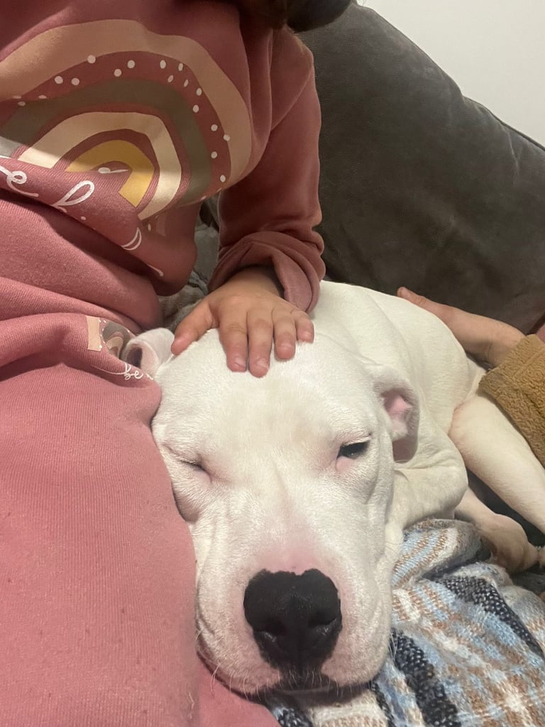 6months American bulldog 