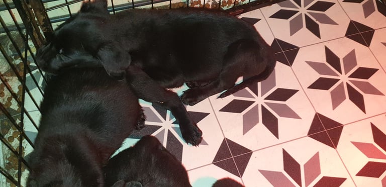 Reducrd* 11 KC reg, labrador retrievers, 10weeks old.