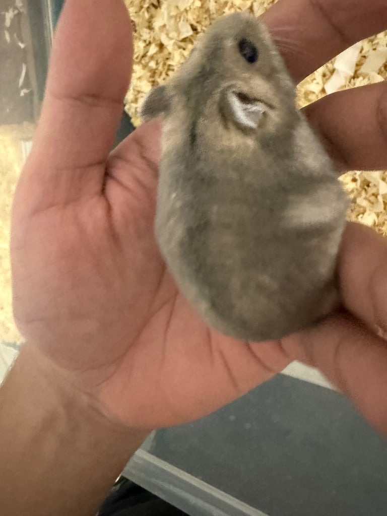 Russian dwarf hamster 