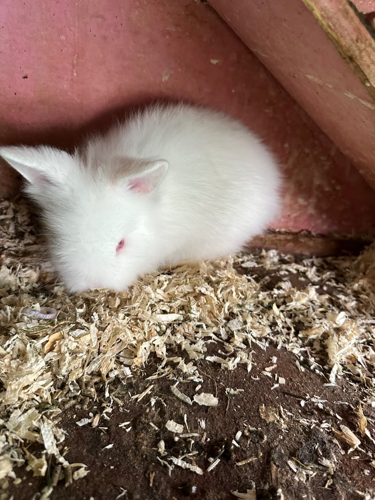 Lionhead  rabbits 