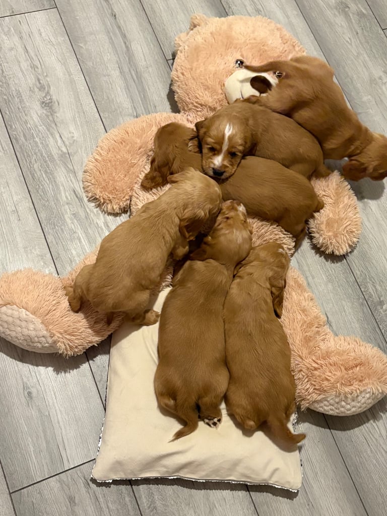 Red.cocker spaniels 