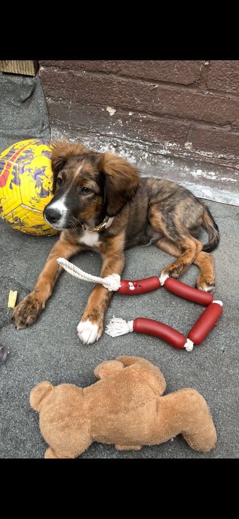 Male puppy cocker spaniel cross border collie
