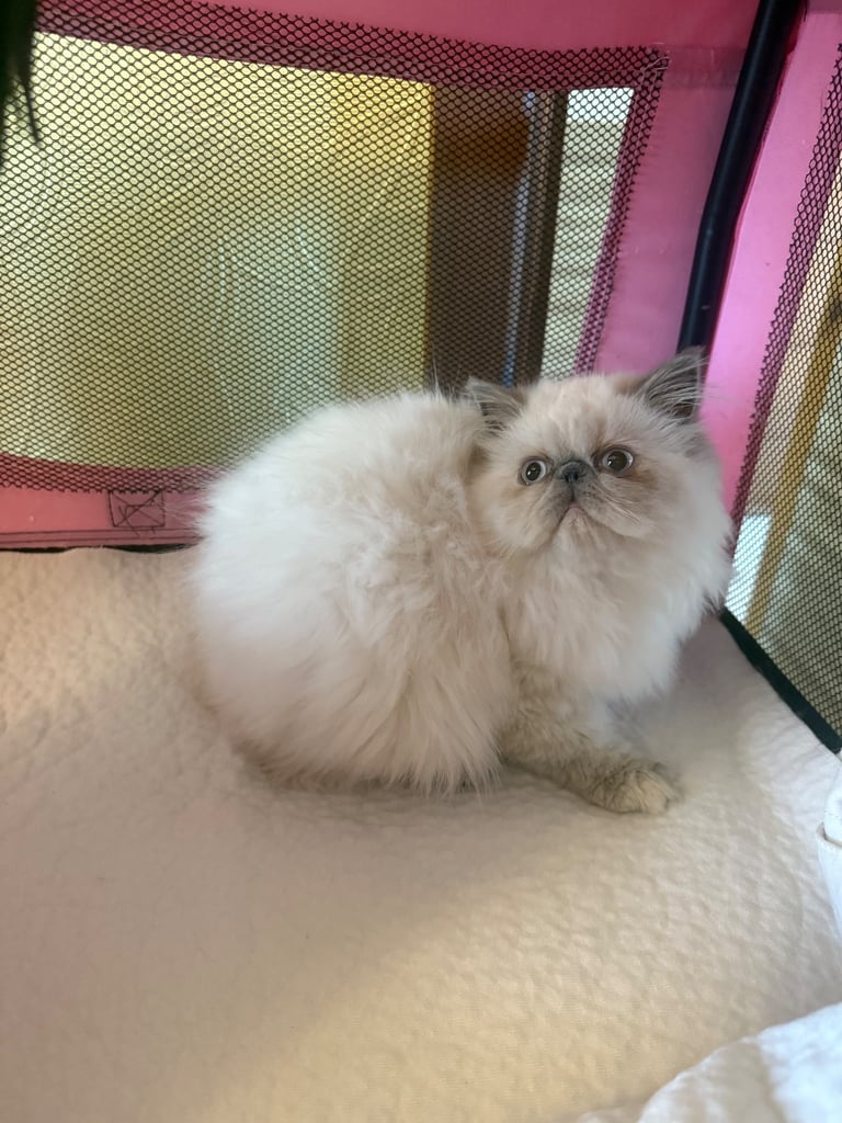 💗 Beautiful Persian Kittens 💗
