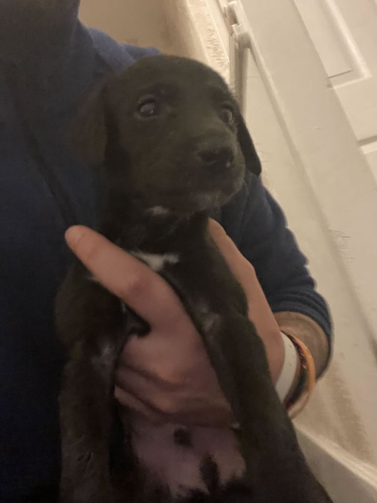 greyhound puppies