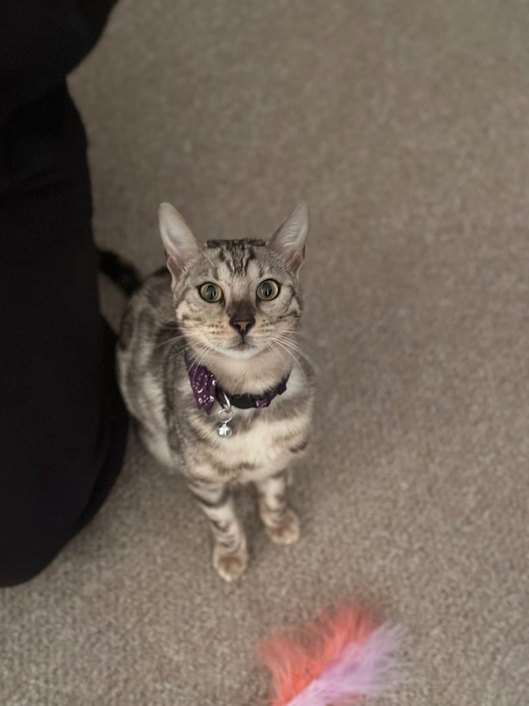 Beautiful bengal cat for sale