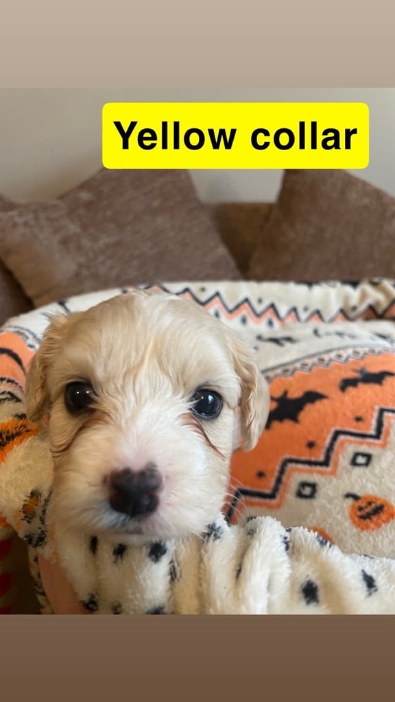 Cotton de tuller x cocker spaniel 
