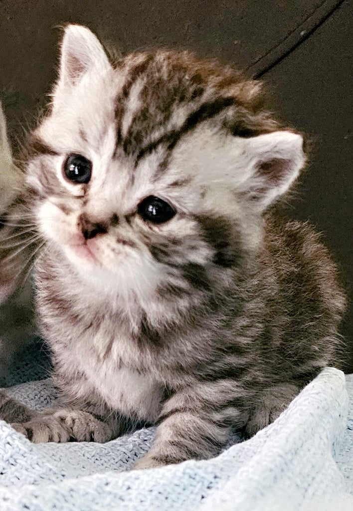Beautiful Britishshorthair kittens