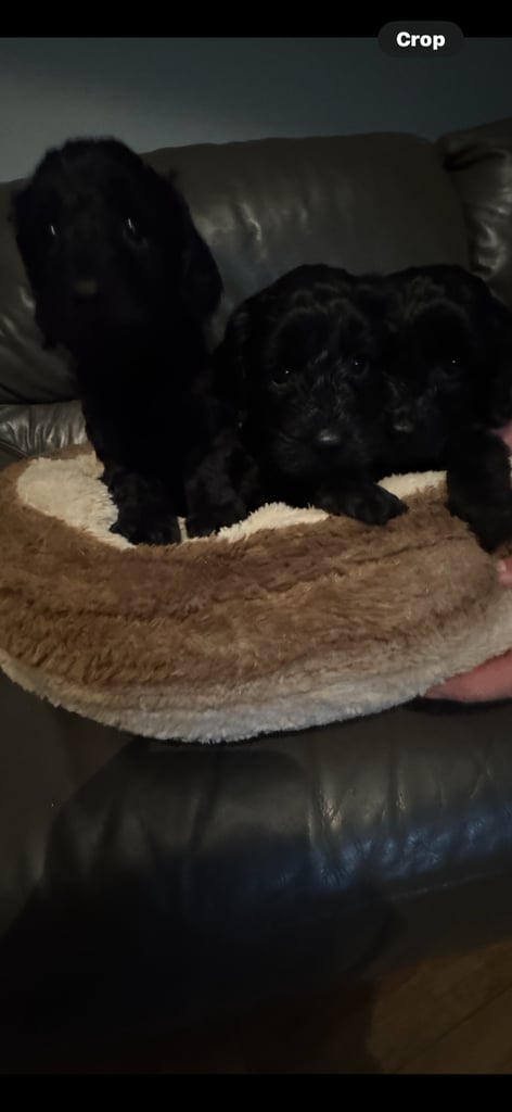 Cockapoo pups f1 3 all black girls left