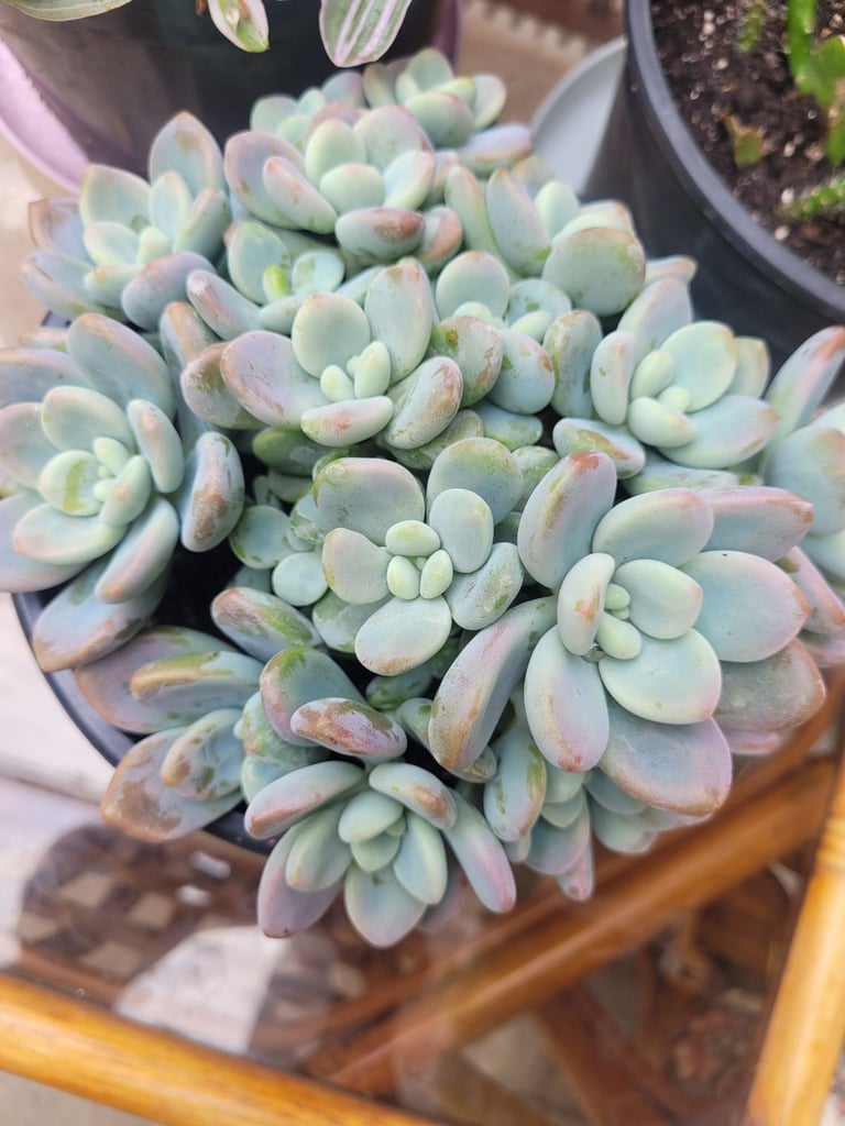 Pachyveria succulents plants 