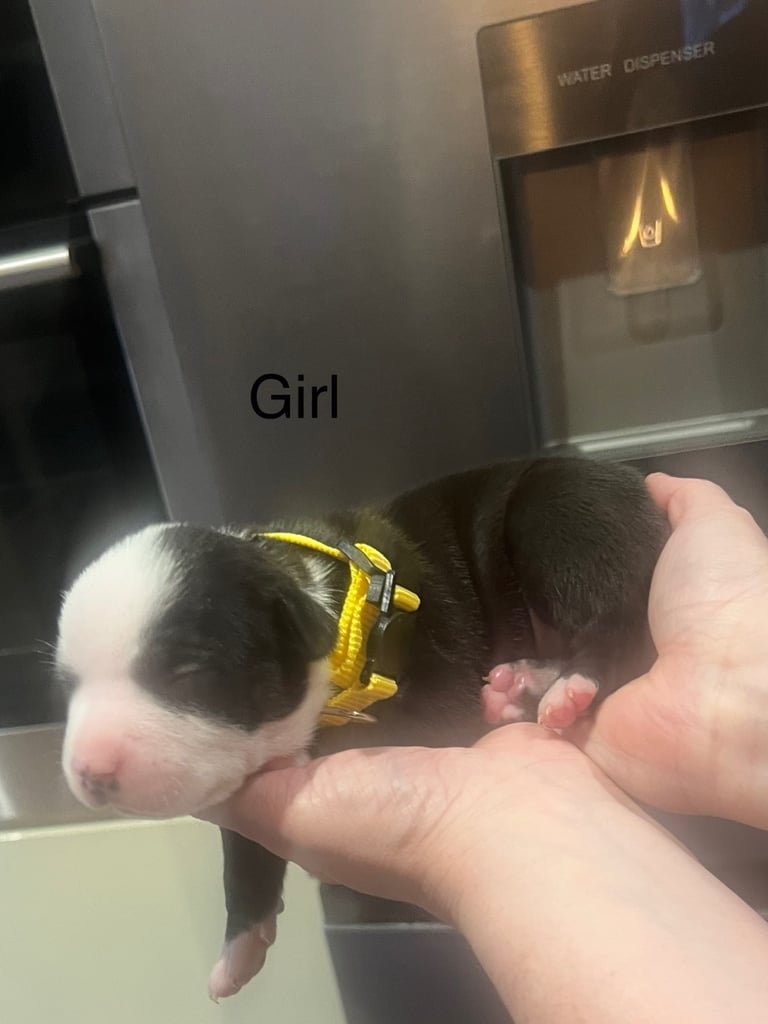 Pocket bully pups for sale! 