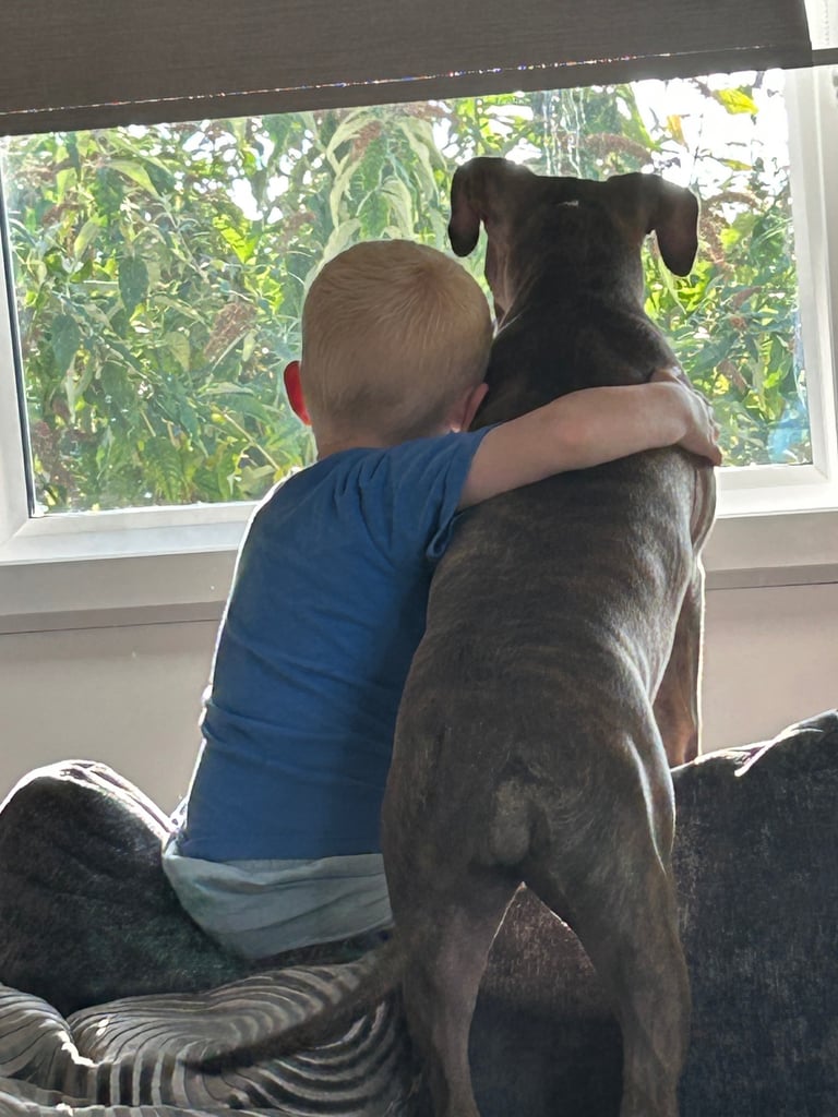 Staffy x American bulldog puppy 