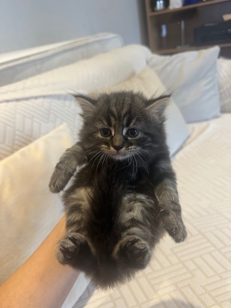 image for Kittens