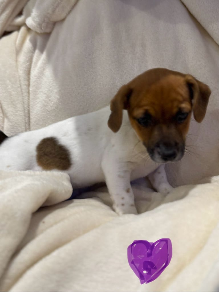 Small Type Jack Russell Puppies