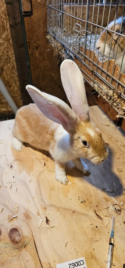 Continental Giant Merle Rabbits Rabbit