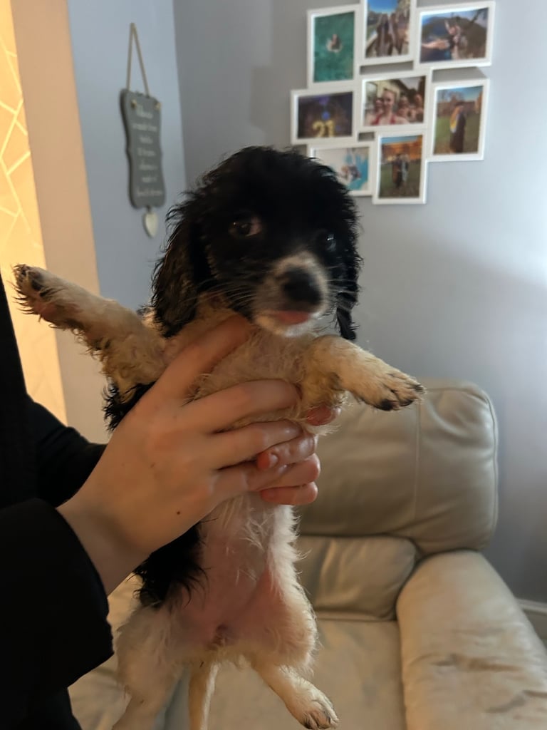 A beautiful little of 5 Cockerpoos 