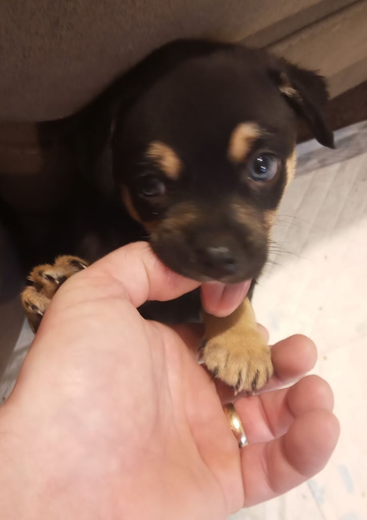 Pug X Collie (Pugollie) Puppies Looking For Their Forever Homes