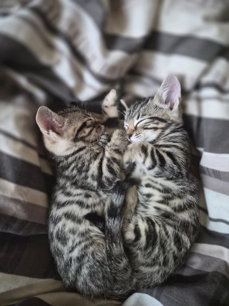 image for 4 Vivacious Silver & Black Bengal Kittens for sale!!! 