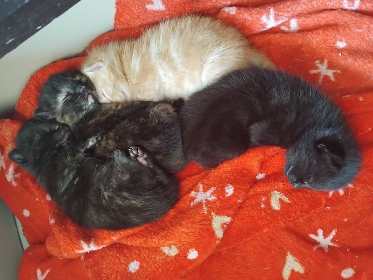 image for Kittens