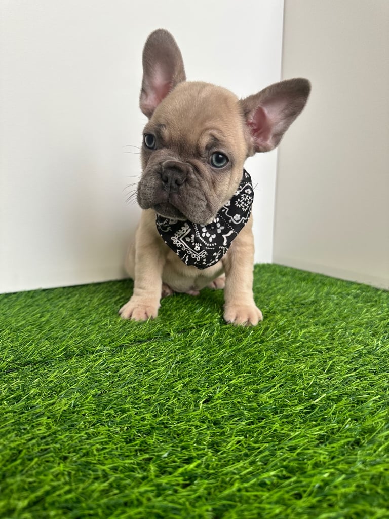 5 French bulldog puppies 