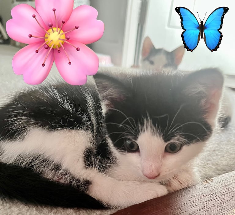 Beautiful kittens ready for forever home 💗🐱💙