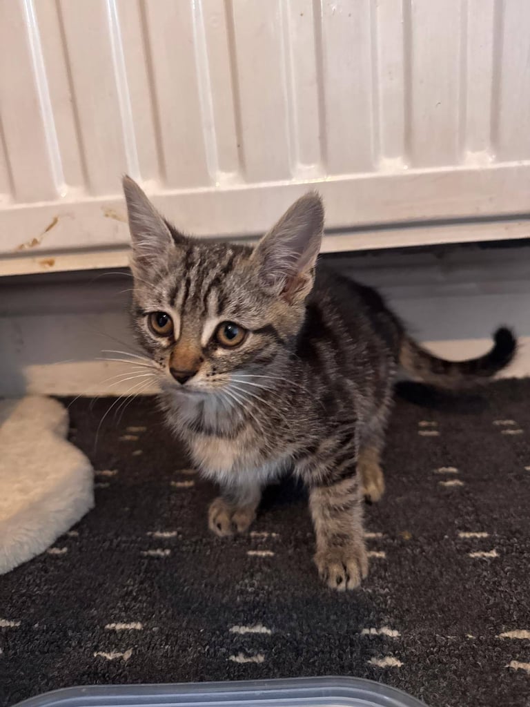 Kitten