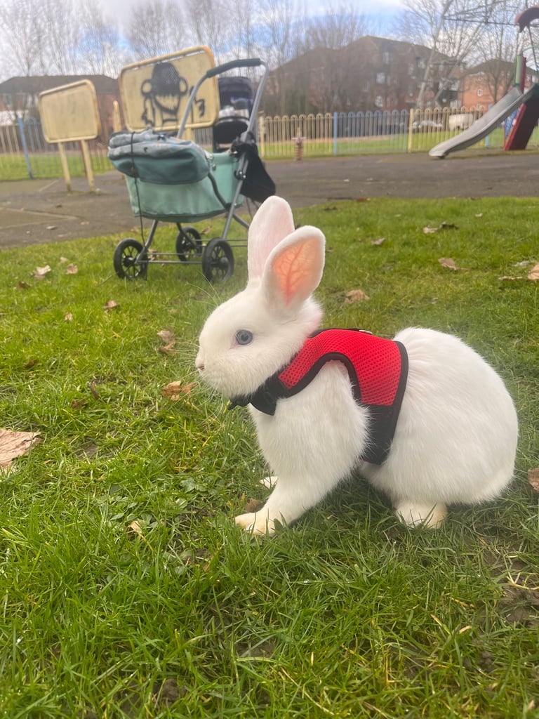 Rabbits for sale
