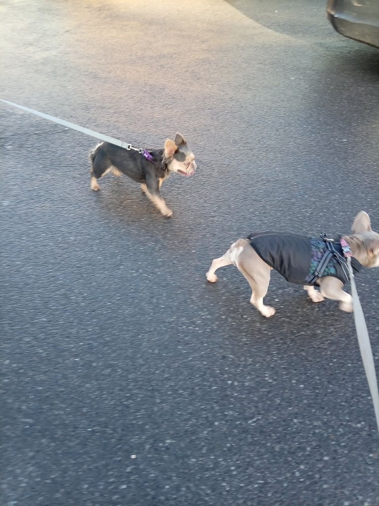 Pedigree Fluffy French Bulldog Girl