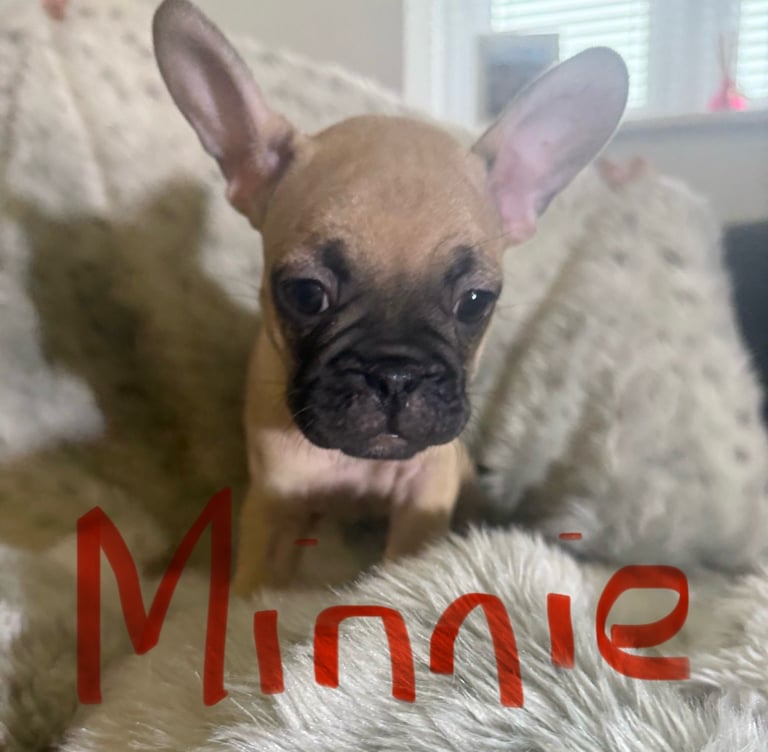  2 beautiful female Frenchie  x pug  pups left . ready for their forever homes 