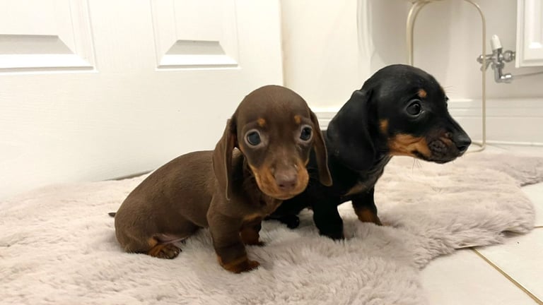 2 Miniature Dachshund Girl Puppies