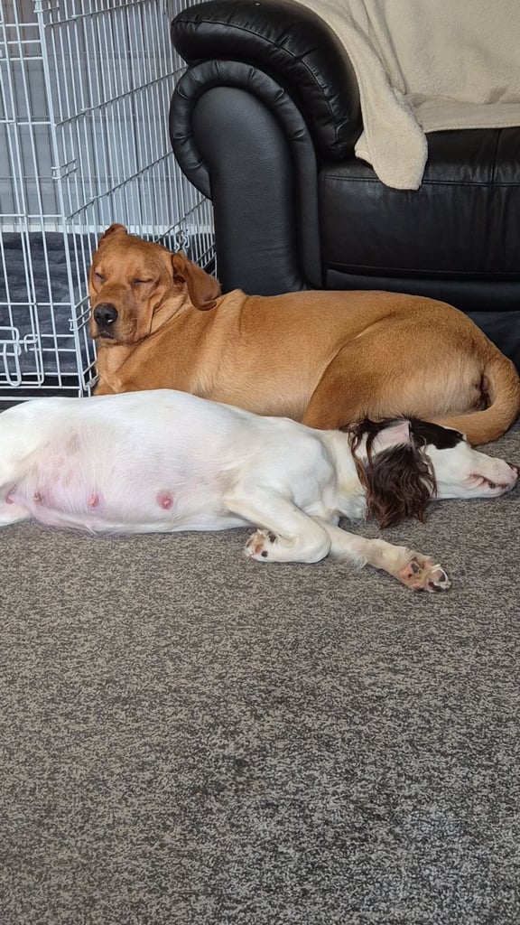 Springador puppies for sale 