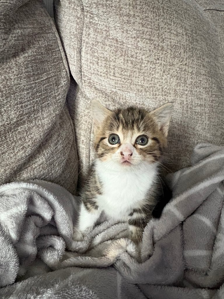 Kittens for sale 