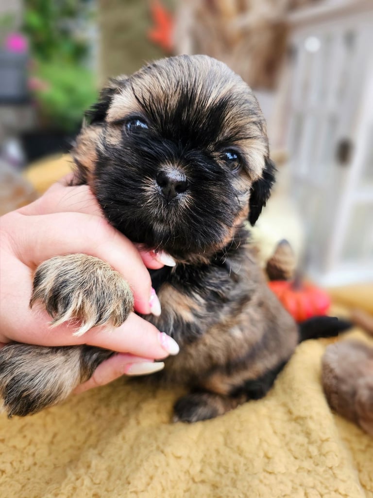 🐶 Shih Tzu Puppy READY NOW – Licensed Breeder (Licence No. DB/19/25)