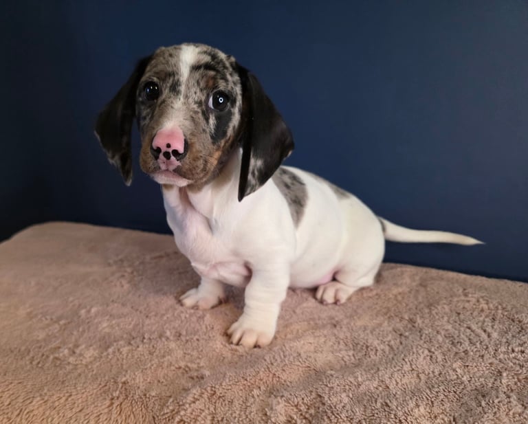 KC Registered Dachshund Puppies