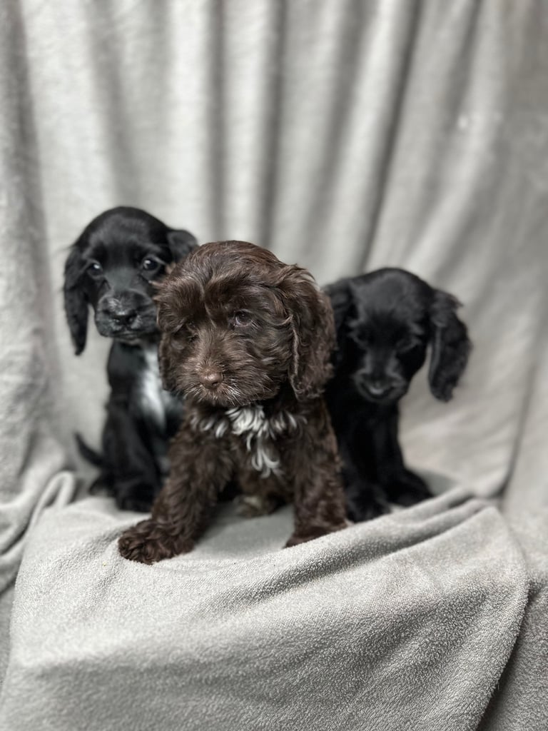 Cockapoo puppys 
